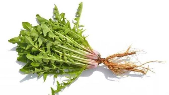 Dandelion root in NEOflorax