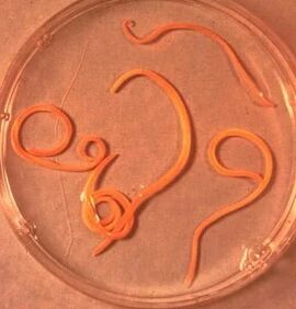 Parasites of the man ascaride