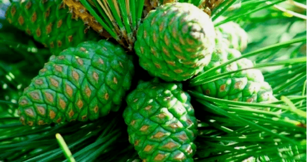 Green pine cones