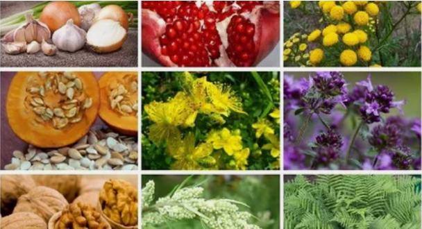 Treatment of parasites in the human body with folk remedies