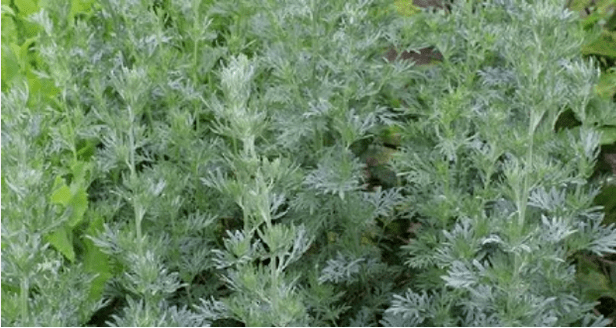 Wormwood from parasites