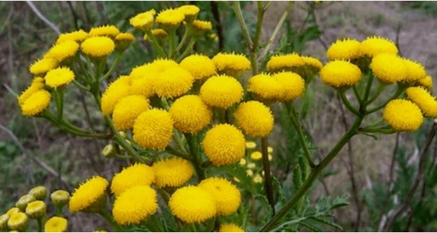 tansy