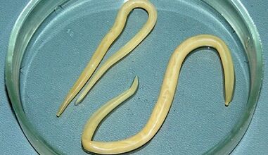 How to take tests for ascariasis correctly